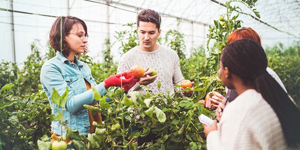 68a3322fc75a7-Agriculture-Urbaine-Blogue_CorpsDeTexte_600X400.jpg